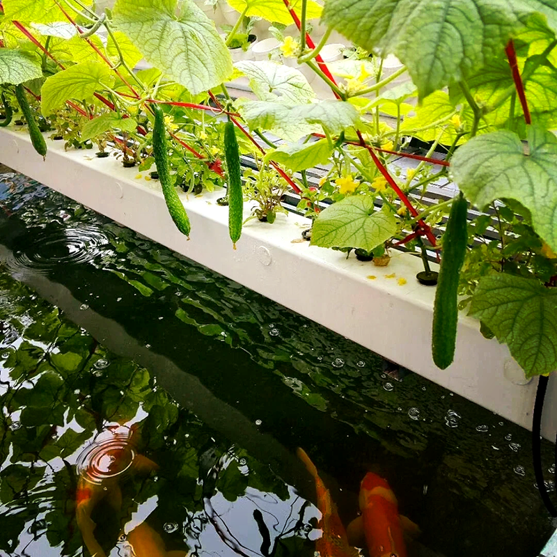 黄冈市蔬菜大棚鱼菜共生 - 一站式服务